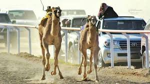 Camels from across the gulf. Identity 2016 Camel Racing A Market Worth Millions Bbc News