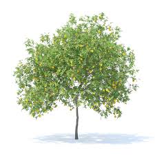 Lemon Tree With Fruits 3d Model 4 4m 3d Model Ad Tree Lemon Fruits Model Lemon Tree Tree Tree Silhouette