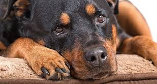Is there a point of having an. How Long Can A Dog Survive With Lymphoma