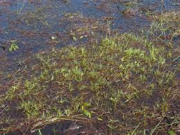 Image result for Isolepis costata