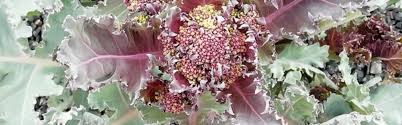 Image result for Crambe hispanica