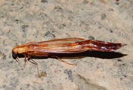 Image result for Acritochaete volkensii