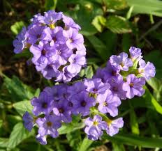 Image result for Heliotropium amplexicaule