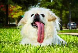 There are league of legends terms that are used in and outside the game, with some terms being used to simplify and facilitate rapid communication. 20 Cute And Hilarious Animals With Their Tongues Sticking Out Bored Panda