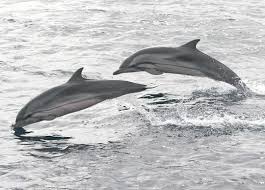 Tide pods are a brand of detergent that is best known for the colourful liquids inside each pod. Marine Mammals Of The Gulf Of Mexico Springerlink