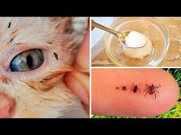In Today S Video You Are Going To Learn A Simple Yet Effective Remedy To Eliminate Fleas On Dogs And C Flea Shampoo For Dogs Flea Spray For Dogs Flea Remedies