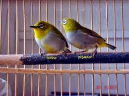 Tips Cara Membedakan Pleci Jantan Dan Betina Paling Mudah