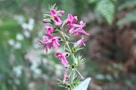 Image result for Stachys aculeolata