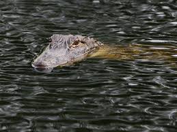 **our ultimate outsider stamp is located on the outside wall of the office building facing the road. Fatal Alligator Attack In South Carolina Sees Woman Killed Moments After Being Warned To Stay Away