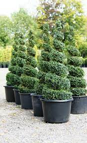 These faux spiral topiaries add dramatic flair and stylish lines to any space, inside or out. Topiary Spirals From Crown Topiary Hertford Topiary Garden Urban Garden Topiary Trees