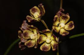 Image result for Glossostelma