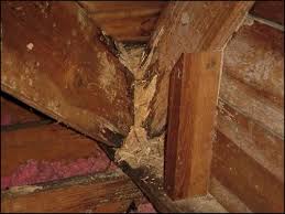 How does a house get termites. Termite Wall Damage Detect Signs Of Termites In Walls