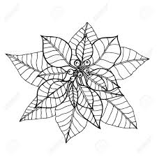 You can create beautiful holiday flowers with help from a professional animator in this free video. Hand Drawn Vector Illustration Poinsettia Christmas Flower Sketch Outline Perfect For Invitations Greeting Cards Blogs Posters Etc Royalty Free Cliparts Vectors And Stock Illustration Image 66599060