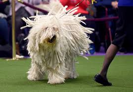 The wild ancestors of modern sheep breeds (mouflon, urial, and argali) all had (have) long coarse hair, covering their short, downy undercoat. 18 Long Haired Dogs Afghan Hound Bearded Collie And More