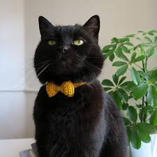 Bird Safe Cat Collar Pattern Yellow Crochet Cat Collar Adjustable Cat Bow Tie Collar Breakaway Safety Cat Collar Soft Kitten Collar Cat Collar With Bell Id Tag Cat Collars Crochet Cat Toys Kitten Collars