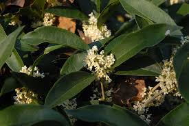 Check spelling or type a new query. Osmanthus Fragrans Fragrant Tea Olive Sweet Osmanthus Tea Olive North Carolina Extension Gardener Plant Toolbox