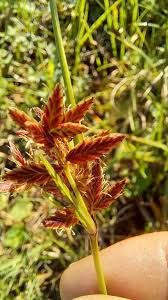 Image result for Pycreus mundtii