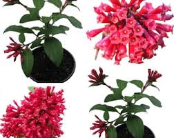 Image result for Clerodendrum fasciculatum
