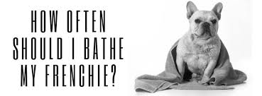 Maybe you would like to learn more about one of these? How Often Should I Bathe My Frenchie Making Bathtime Easy