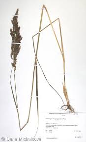 Image result for Agrostis epigejos