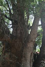 Image result for Xanthocercis zambesiaca
