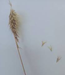 Image result for Harpachne schimperi