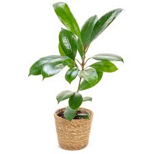 Image result for Stipularia africana