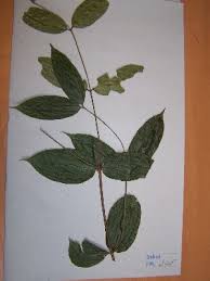 Image result for Aneulophus africanus