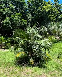 Image result for Syagrus