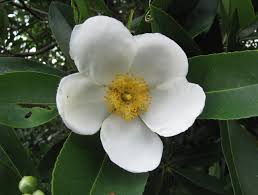 We're proud to be an asheville florist as well as a farm. Plant Details North Carolina Native Plant Society