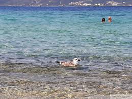 Πληροφορίες για την καλλιθέα στη χαλκιδική. Ammoylianh Kalokairines Diakopes Sto Nhsaki Ths Xalkidikhs Just Fani