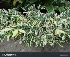 Image result for Suregada