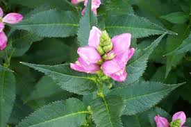 See more ideas about planting flowers, plants, flower garden. Perennials For Season Long Bloom