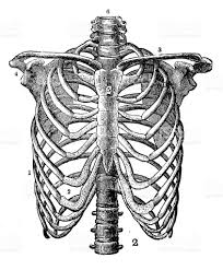 Rib cage printable, anatomy drawing, human ribs, medical art, human anatomy download, human anatomy, ribcage drawing, skeleton, anatomy art anthemdownloads 5 out of 5 stars (39) 13 Best Rib Cage Anatomy Ideas Anatomy Art Anatomy Drawing Rib Cage Anatomy