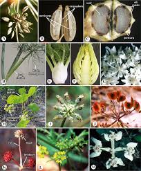 Image result for Apiaceae