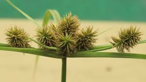 Image result for Cyperus cyperoides