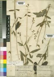 Image result for Crotalaria sphaerocarpa