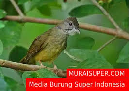 It is found in the indian subcontinent. Makanan Burung Decu Kembang Id Lif Co Id