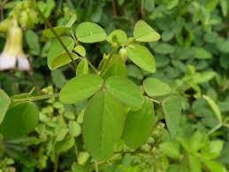Image result for Oxalis barrelieri