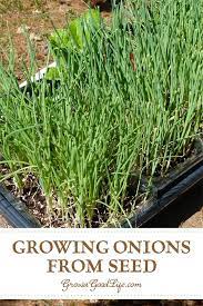 How To Grow Onions From Seed Growing Onions Growing Onions From Seed Growing Spring Onions