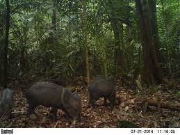 Top Camera Trapping Stories Of 2018