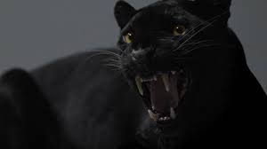 Risultati immagini per PANTERA NERA CORRE