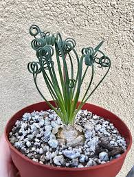 Image result for Albuca kirkii