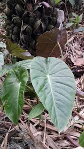 Image result for Remusatia