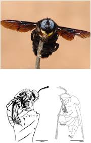 So sorry i'm falling behind in keeping up with the posts…. Visual Adaptations For Mate Detection In The Male Carpenter Bee Xylocopa Tenuiscapa