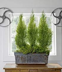 Looking To Spruce Up Your Living Space These Indoor Plants Will Do It Plants Indoor Plants Best Indoor Plants