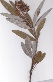 Image result for Eriosema cordatum