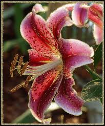 And the finest and most exceptional elements are featured in. Lilies On Gifs Beautiful Bouquets Flowers And Backgrounds