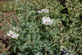 Image result for Argemone