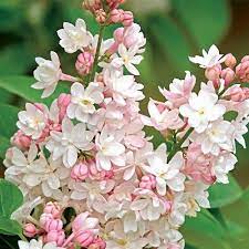 Beauty Of Moscow Lilac Shrub Buy Lilac Bushes Spring Hill Nurseries Lilac Plant Flowers Perennials Lilac Bushes